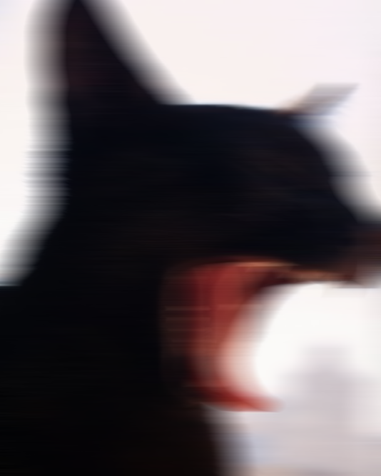 Cat Image